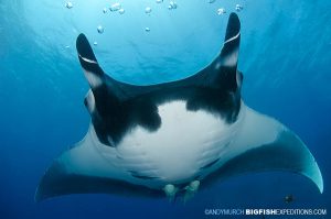 Manta at the boiler on San Benedicto Island