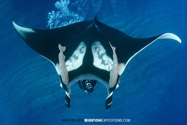 Diver blowing bubbles on a manta at the boiler