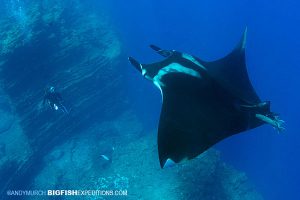 Diver and manta at the boiler on San Benedicto