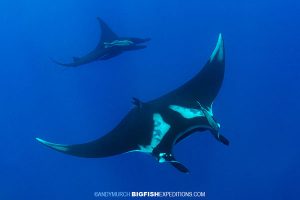 Two mantas swimming at the boiler at San Benedicto Island.