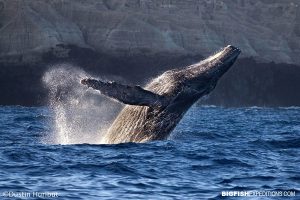 Humpback Whale breaching at San Benedicto Island in the Revillagigedo Archipelago