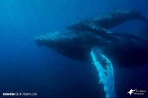 Humpback mother and calf at San Benedicto Island