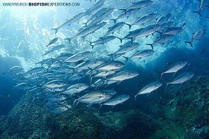 Bigeye Jacks schooling at Roca Partida