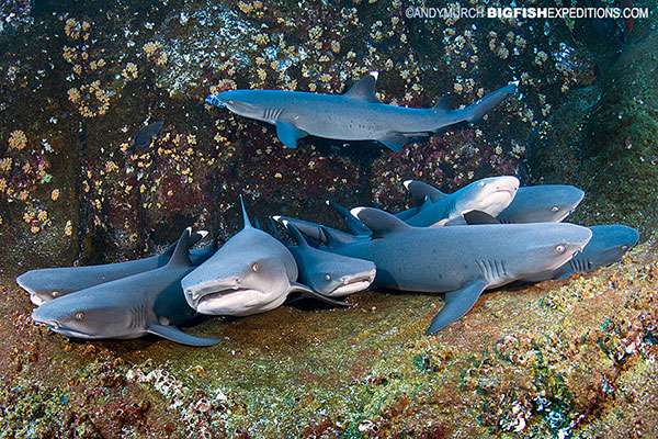 Roca Partida White Tip Sharks