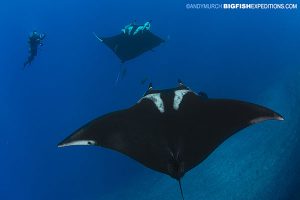 Manta Ray Diving