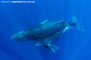 Humpback mom and calf at socorro island