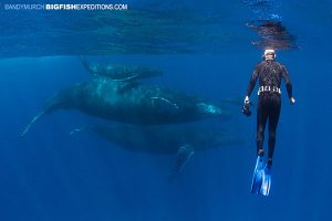 Diver with Humpback mom and calf at Socorro Island