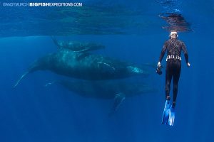 Socorro Humpback Manta Diving