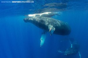 Humpback Whale diving