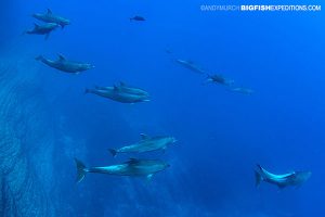 Socorro Bottlenose Dolphins