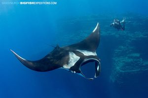 Manta Ray Diving