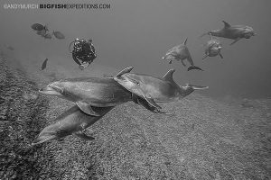 Diving with dolphins in Socorro Island, Mexico.