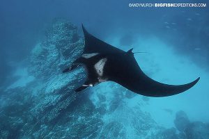 Manta diving at Rock Oneal