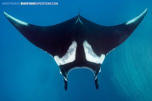 Manta diving at the boiler