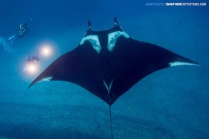 Diving with mantas at the boiler, Socorro.