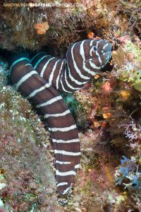 Zebra moray at Socorro Island diving