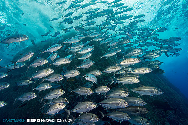 Bigeye jacks at Roca Partida diving