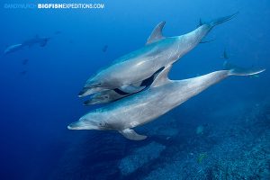 Diving with bottlenose dolphins at the boiler