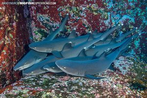 Whitetip reef sharks sleeping at Roca Partida