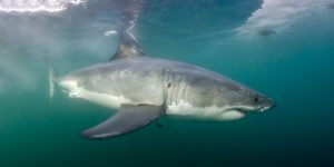 South African Shark Safari