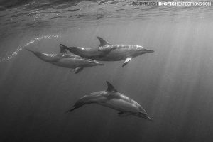 Common dolphins underwater