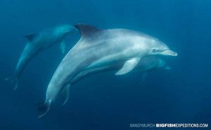 Playful bottlenose dolphins on the sardine run