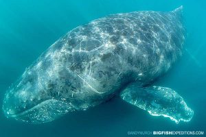 humpback whale swimming on the sardine run in South Africa