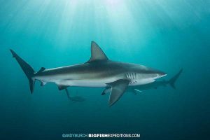 Dusky sharks on the Sardine Run