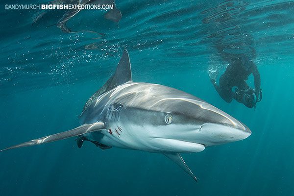 Sardine Run shark diving