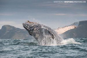 Breaching humpback whale in South Africa