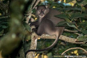 Samango monkey in a tree