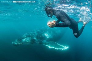 Diver with a humpback whale on the Sardine Run