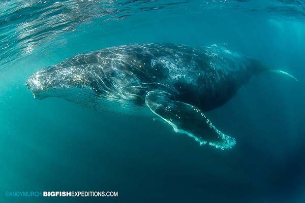 Humpback whale on the Sardine Run.