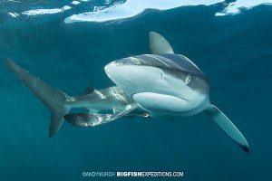 Bronze Whaler Shark