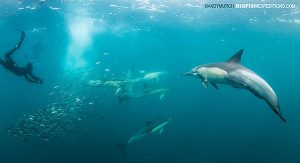 Diving with a baitball on the Sardine Run