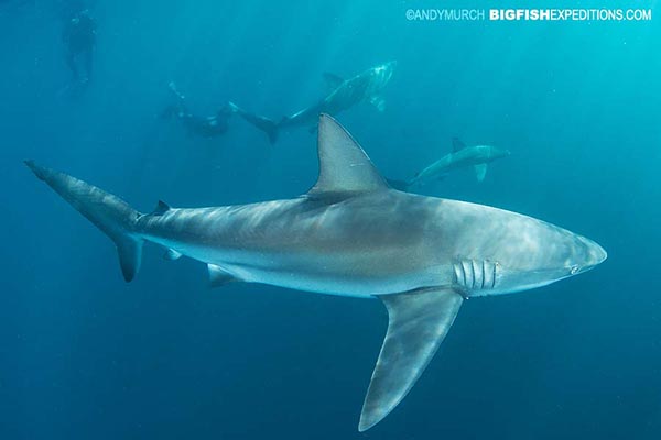 Dusky shark diving on the Sardine Run in South Africa.