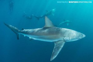 Dusky shark diving on the Sardine Run in South Africa