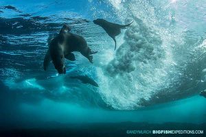 Cape fur seal diving