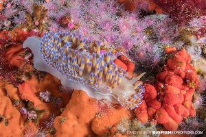 Reef diving in False Bay, South Africa