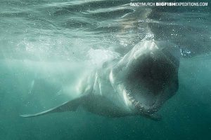 Great white shark attacking seal in South Africa