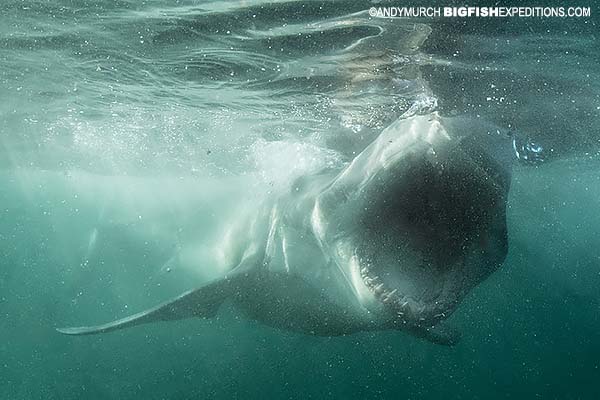 Great white shark attacking seal in South Africa