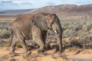 African elephant at Aquila Game Reserve