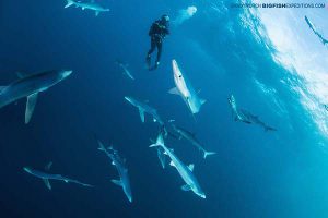 Diving with lots of blue sharks on the South Africa Shark Diving Safari