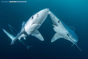 Shark diving with blue sharks in South Africa