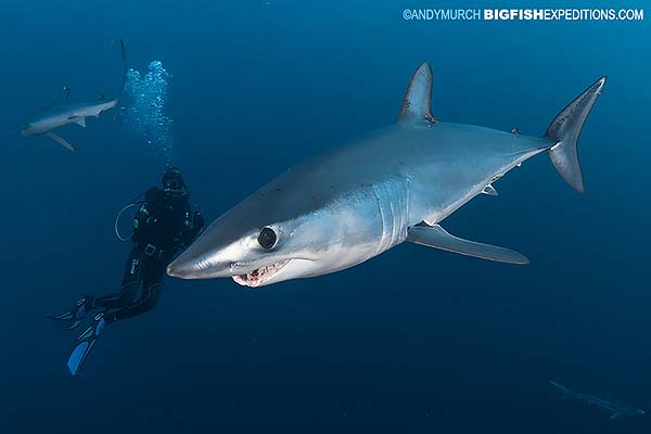 Mako shark diving in South Africa