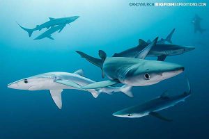 South African Shark Diving Safari