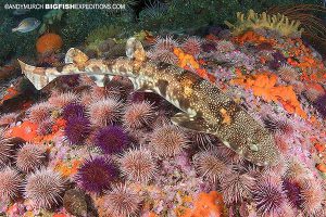 Puffadder shysharks