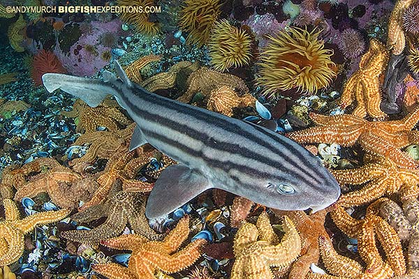 Pyjama catshark diving in False Bay, South Africa