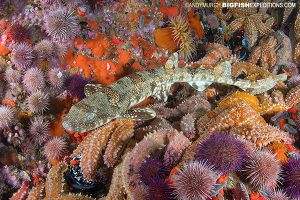 Diving with puffadder shysharks in Cape Town