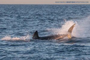 Shark diving with great white sharks in South Africa